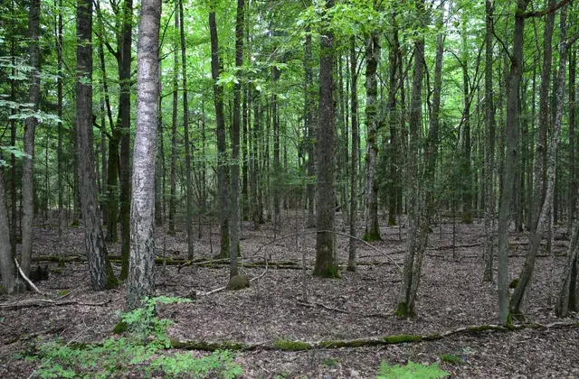 Sporovsky Biological Reserve