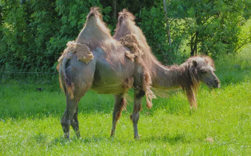 Givskud Zoo