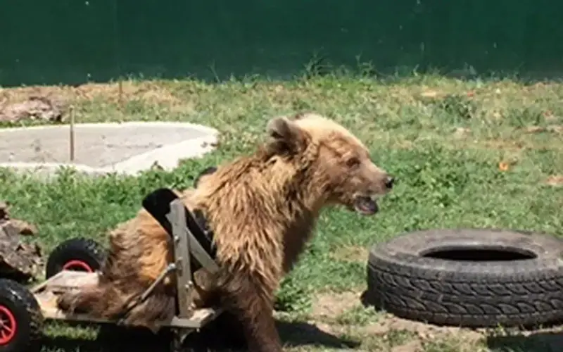 ARCTUROS Bear Sanctuary