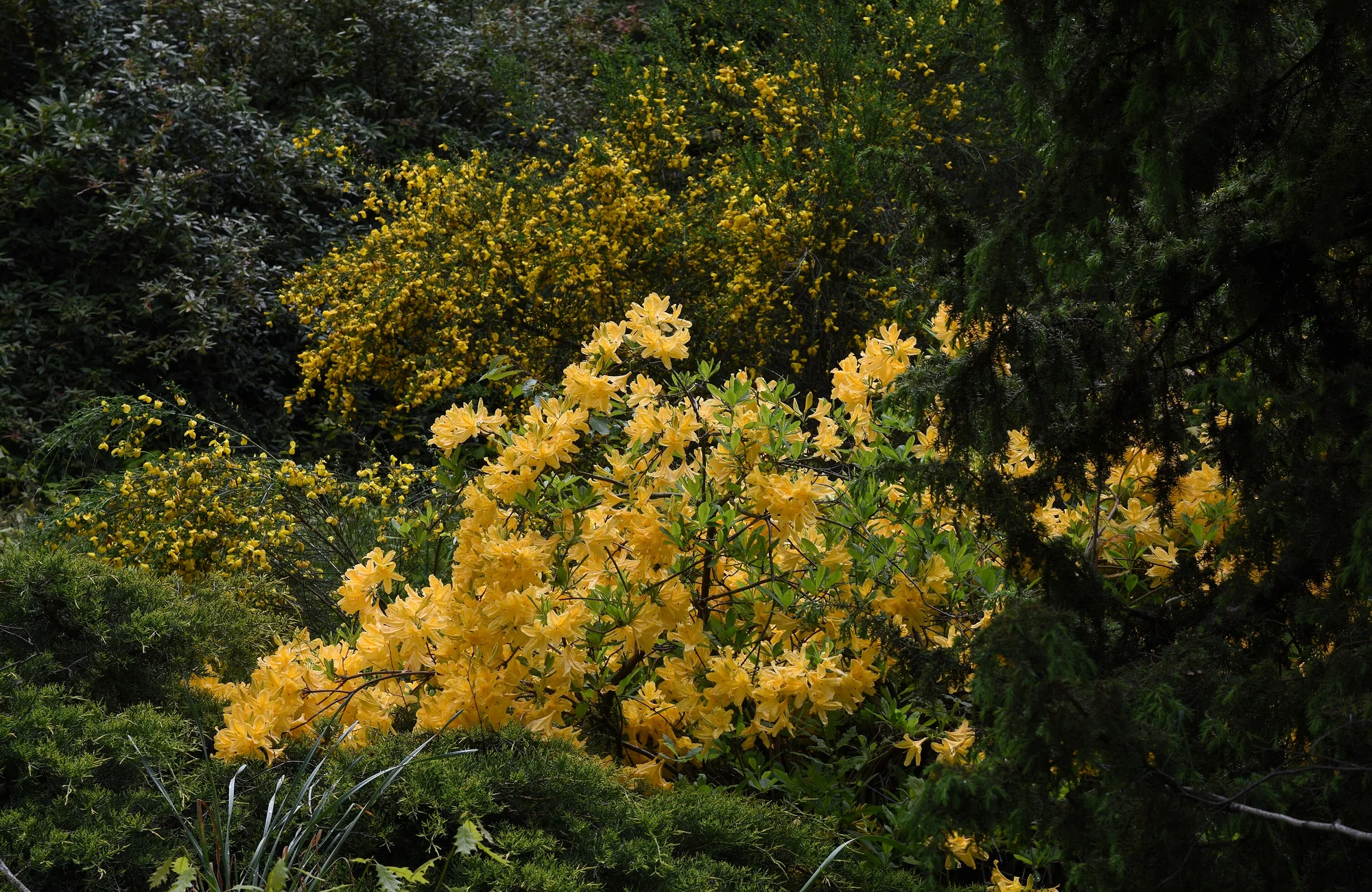 Jeli Arboretum