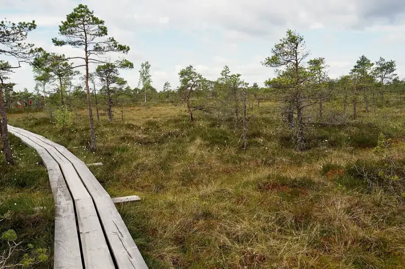 Great Ķemeri Bog Boardwalk