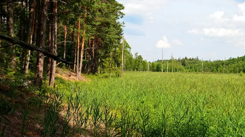 Dzūkija National Park