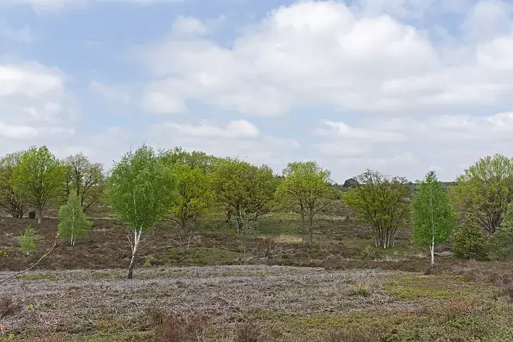 Sallandse Heuvelrug National Park