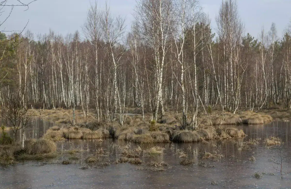 Biebrza National Park