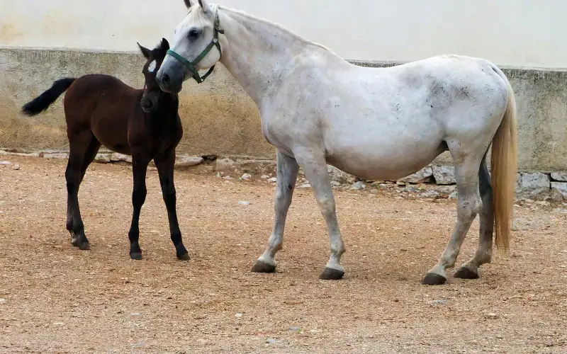 Lipica Stud Farm