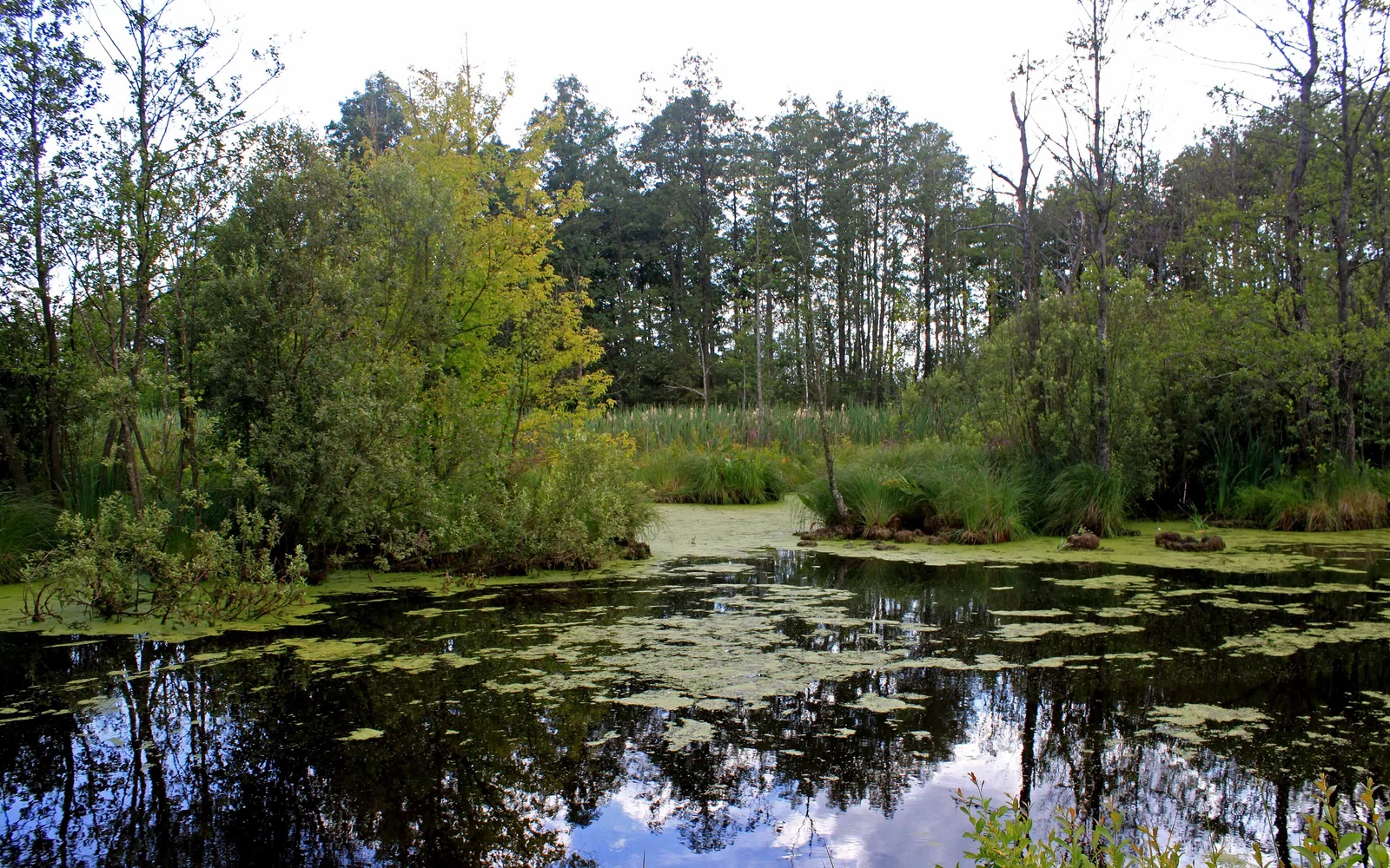 Shatsk Lakes